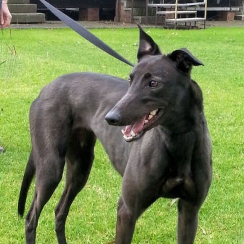 Indy is checking out her new home