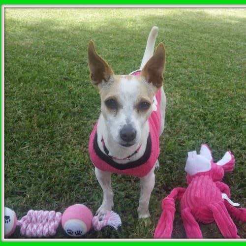 Sarah ~ Sweet Foxie ~ On Trial 26/10/15