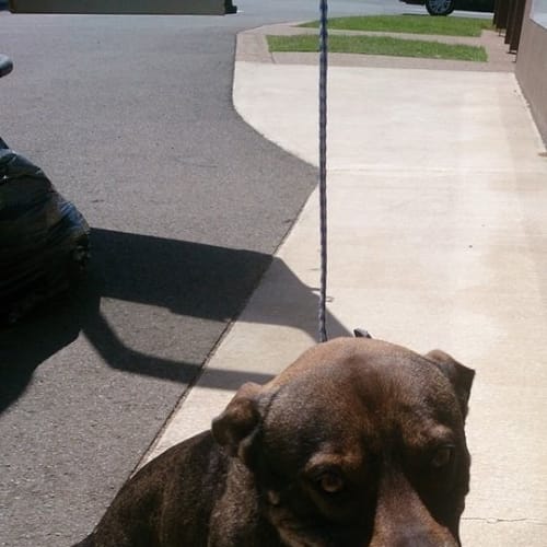 Tex (at Rspca Big Adopt day Sept 19 Brisbane)