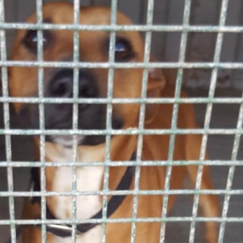 Hamish (at Rspca Big Adopt Day Sept 19 Brisbane)