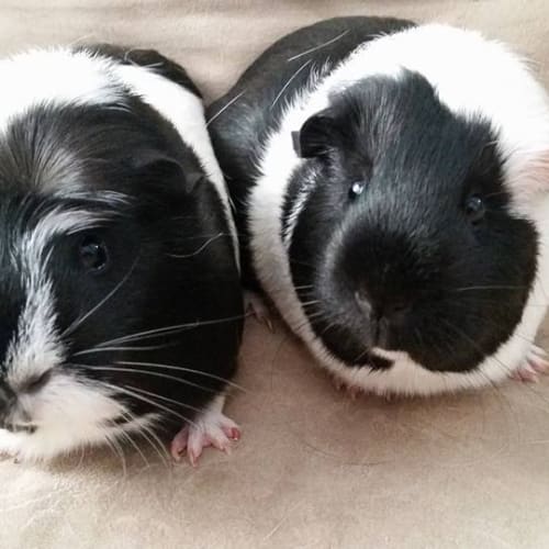 Lettuce and Rocket