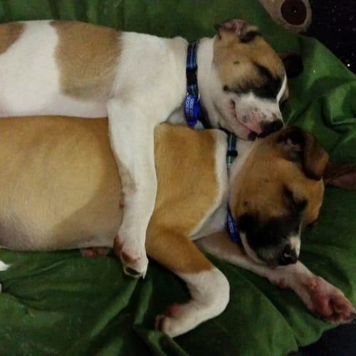 Wilfred and Jaegar ~ Ridge x pups (27/9/15 trial)