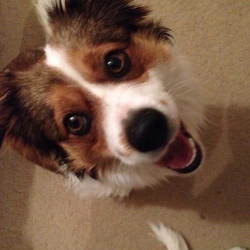 Baxter