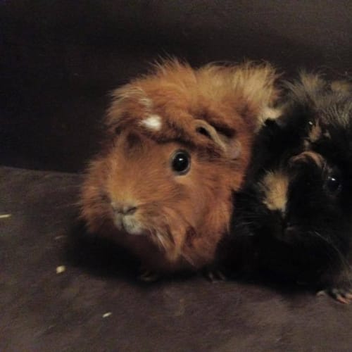 Georgie and Ari