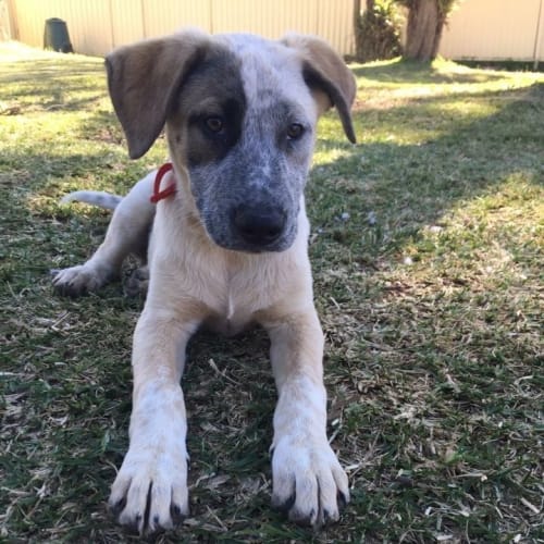Vin (Dog/Child Friendly)