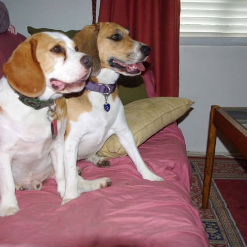 Rambo and Sassy
