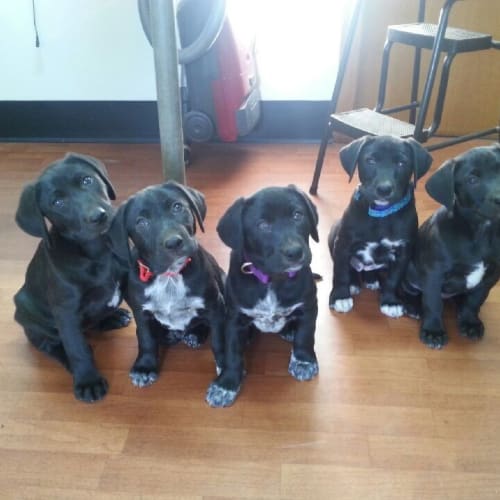 Juno