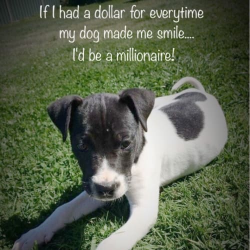 Denver (Dog Friendly)