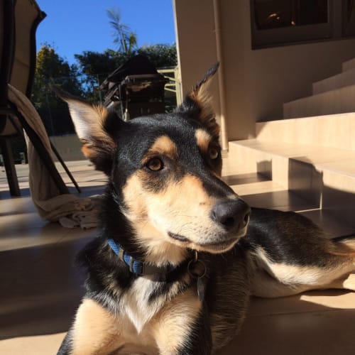 Sammy