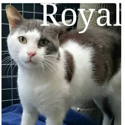 Royal @ The Pet House Erina