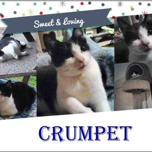Crumpet