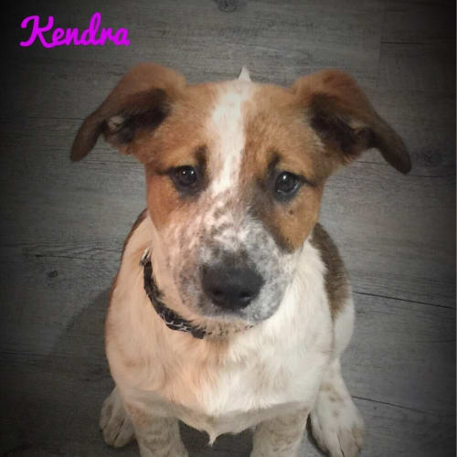 kendra
