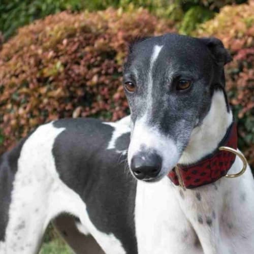 Mister is checking out his new home