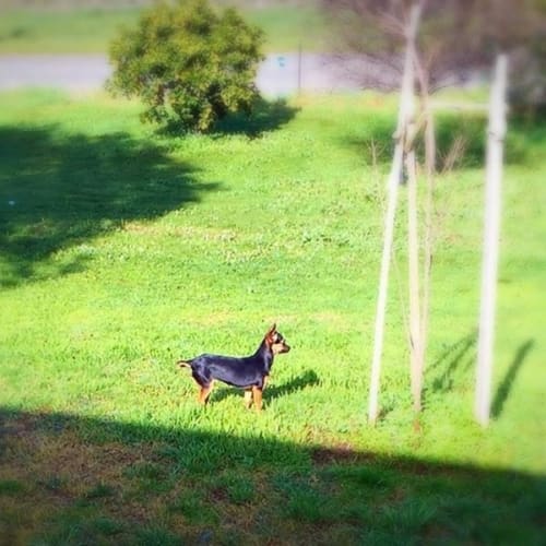 Mitzie
