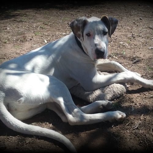 Clancy .. Loyal, gentle, chilled