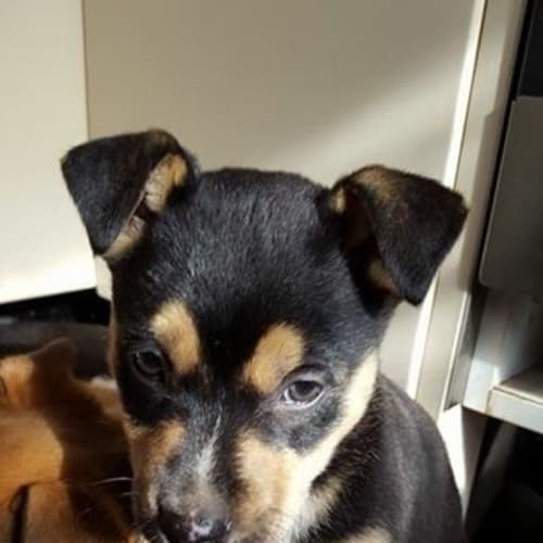 Tina (Dog/Cat/Child Friendly)