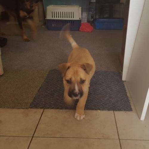 Cobie (Dog/Cat/Child Friendly)