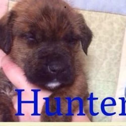 Hunter