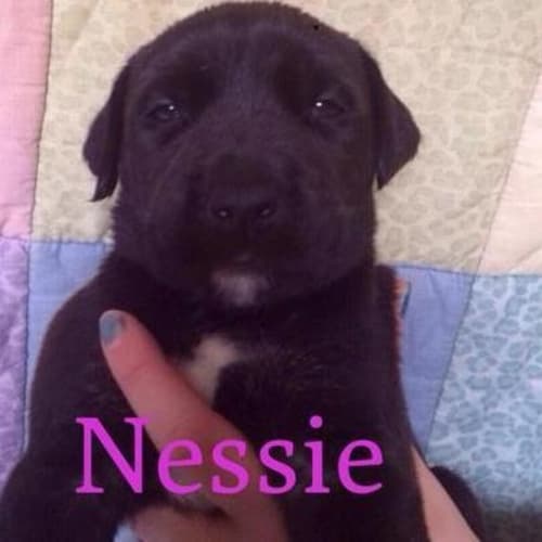 Nessie