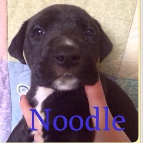Noodle