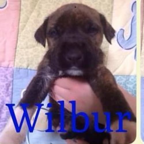 Wilbur