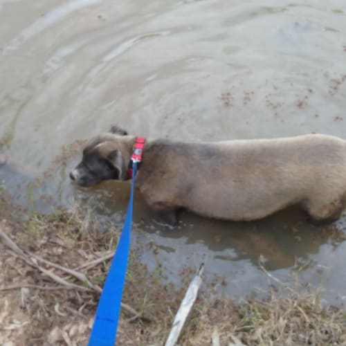 Turtle ...loves water! Reduced Fee!