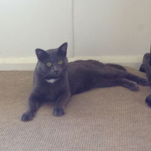 "Aragorn" Purrfect match 