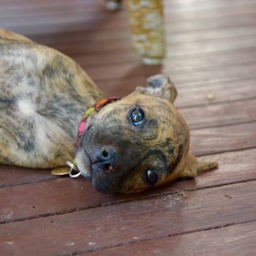 Yasmin (Bed42832) *Adopted*