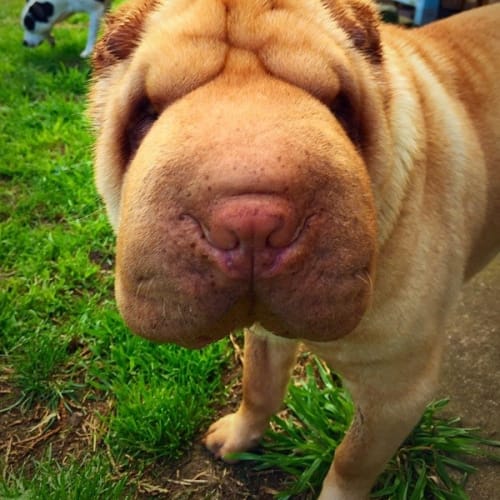 Bronson