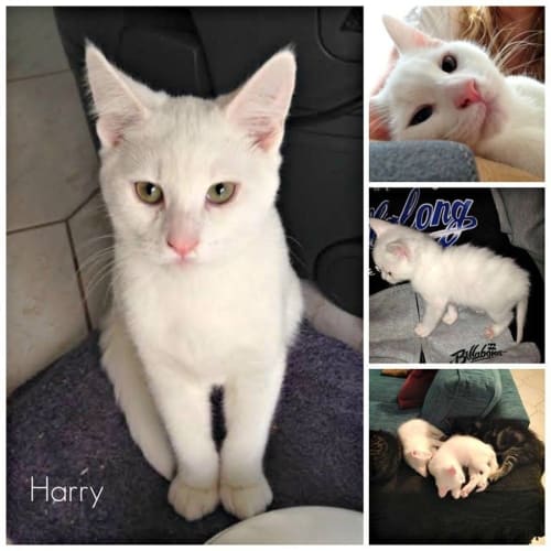 Harry