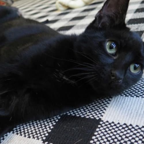 Jet