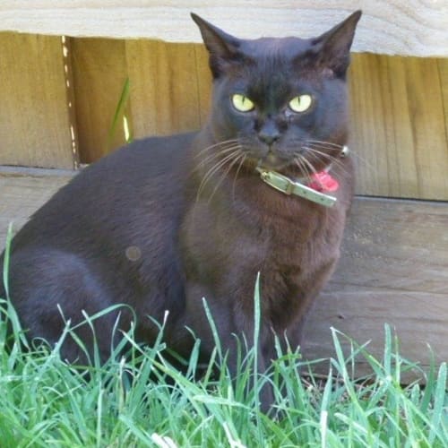 Jack the Burmese