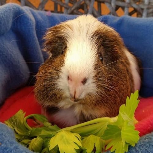 Alfie