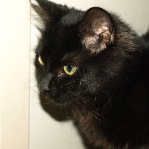 Mahni Adopted fee $150