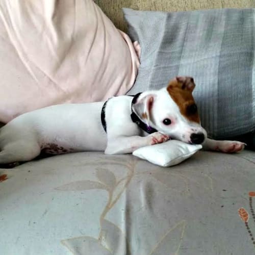 Rogue ~  Jack Russell X ~ Puppy (trial 18/11/15)