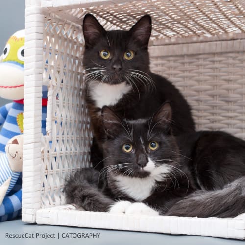 "Kitten Domino and Dice" - Purrfect Match