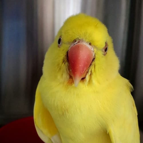 Yellow Ring Neck Parrot
