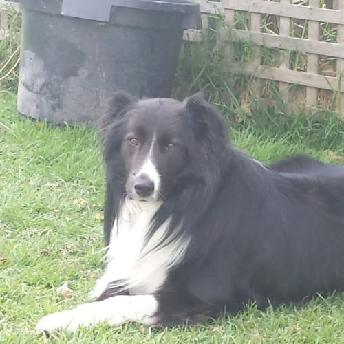 Bella *****On Trial*****