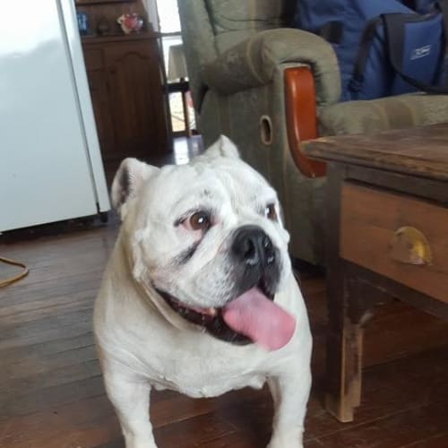 Annie (adoption pending)