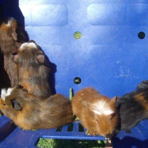 Babe guinea pigs needing foster care