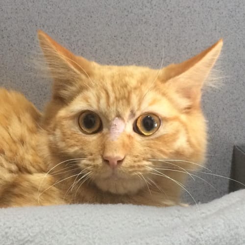 Nugget