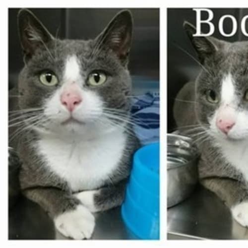 Boots @ The Pet House Erina
