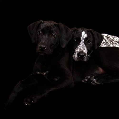 Summer ~ Shorthair Pointer~ Pup (trial 17/10/15)