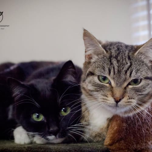 "Suey and Carrie" Purrfect match 