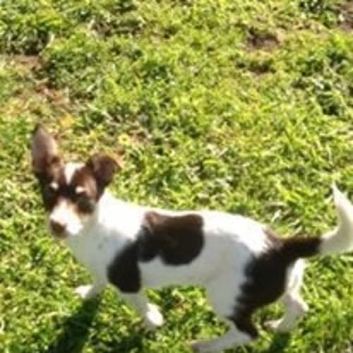 Daisy