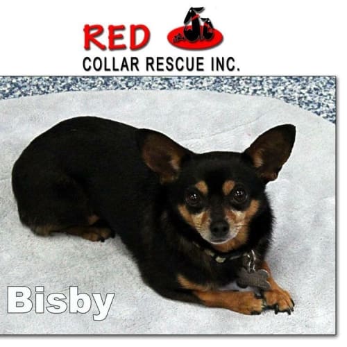 Bisby (adoption pending)