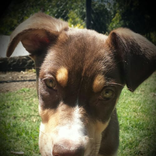 Brandy