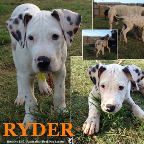 Ryder *price reduced