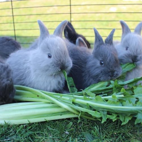 Angora Giant babies 