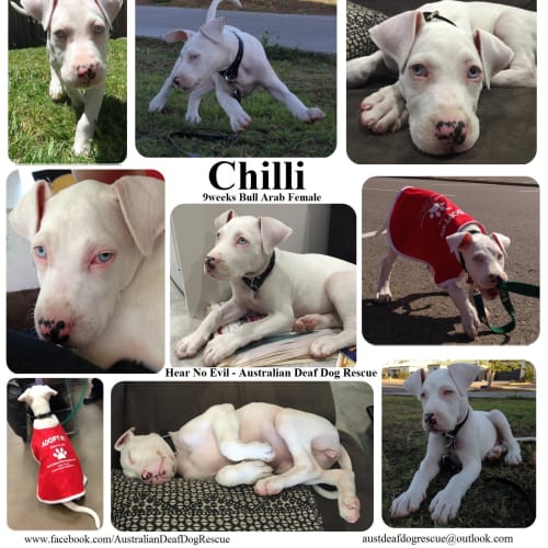 Chilli
